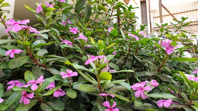 لم اعلم بوجود هذه الشجرة في منزل الاهل! كانت صديقتي في صباحات التأمل و تمارين التنفس