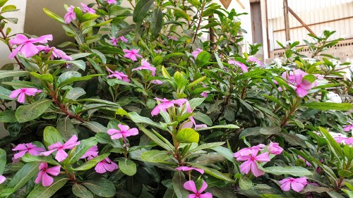 لم اعلم بوجود هذه الشجرة في منزل الاهل! كانت صديقتي في صباحات التأمل و تمارين التنفس